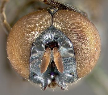 Media type: image;   Entomology 13104 Aspect: head frontal view